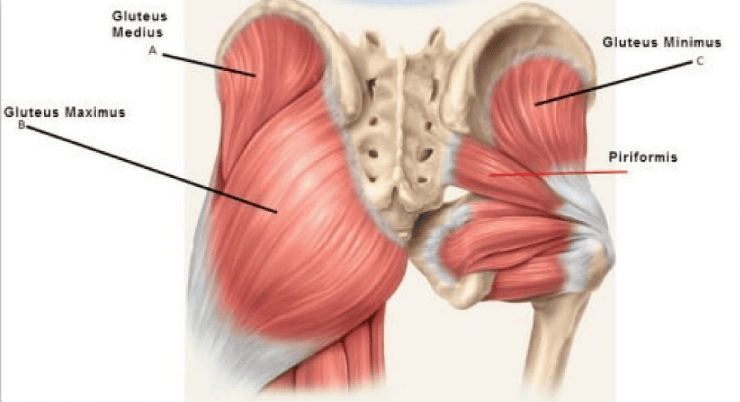 diagram of hip muscles