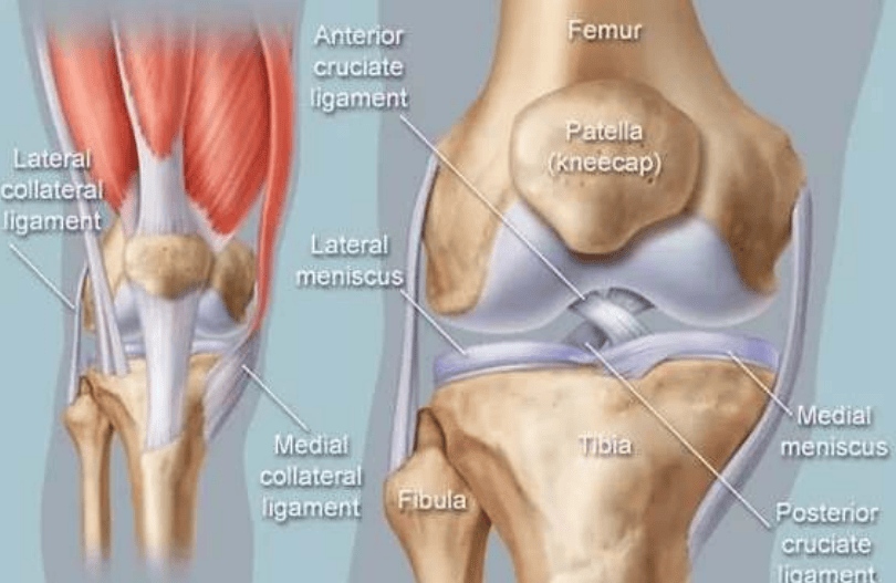 diagram of knee