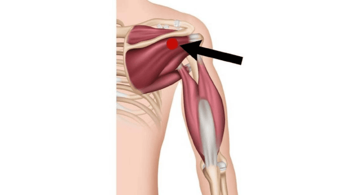 diagram of shoulder