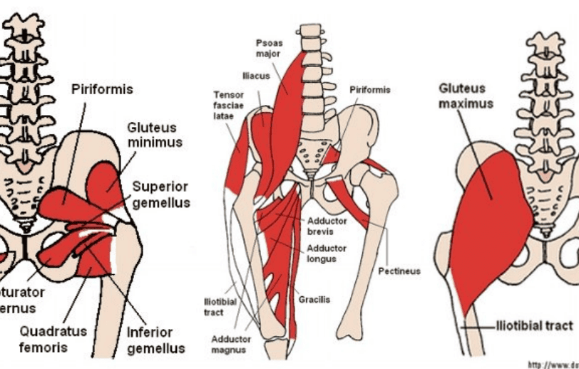 diagram of hip muscles