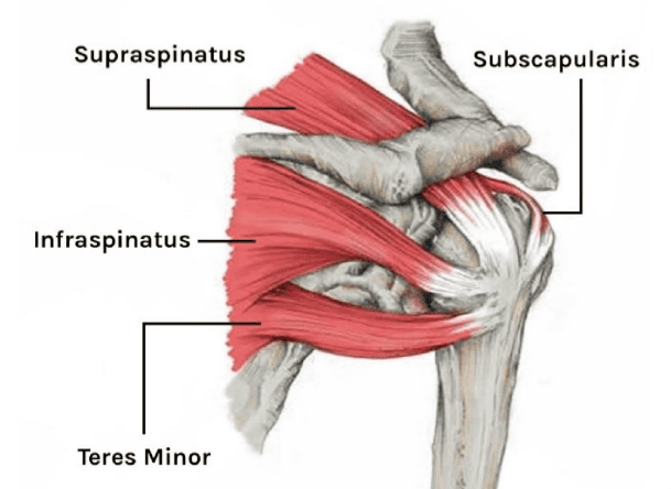 Diagram of shoulder muscles